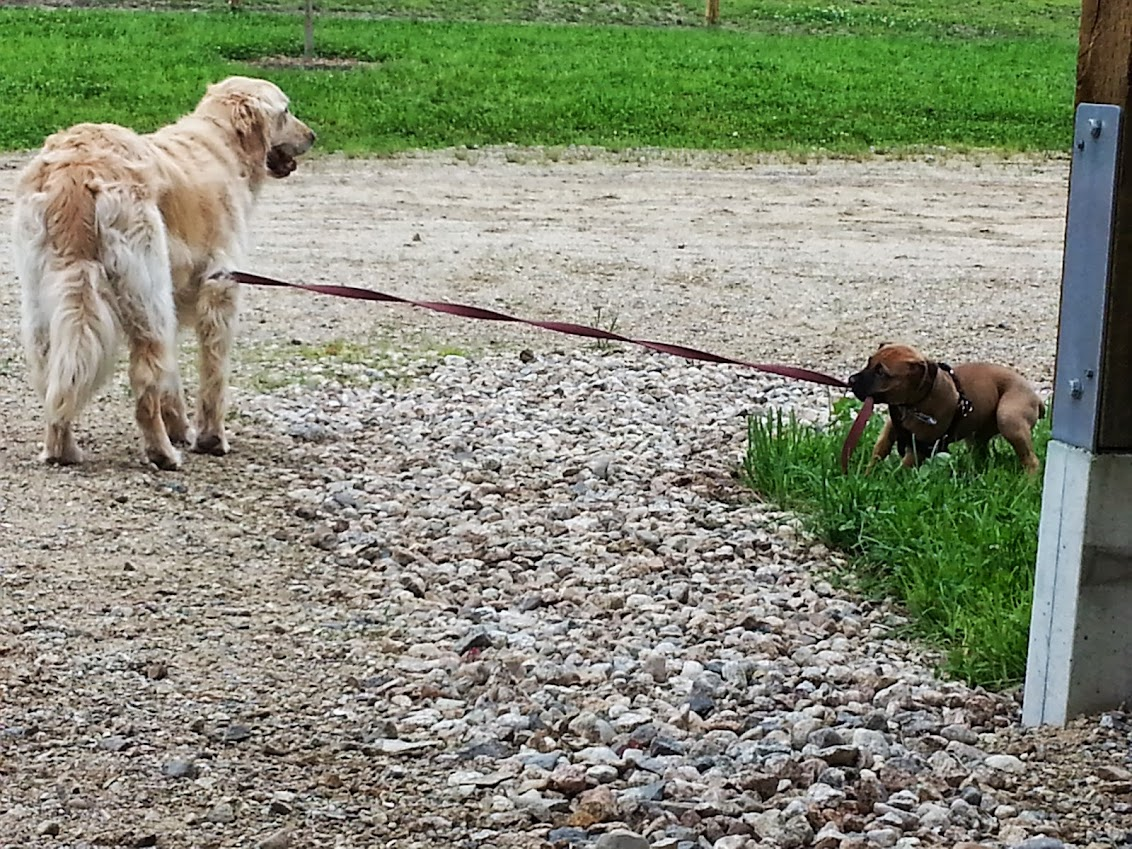 Atlas on walks in Danbury