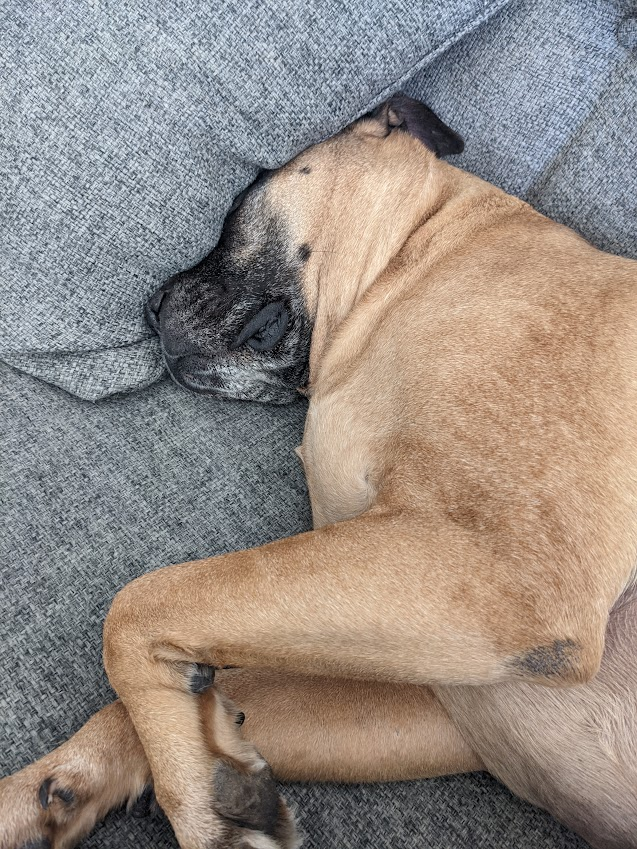 Atlas sleeping on the pillows