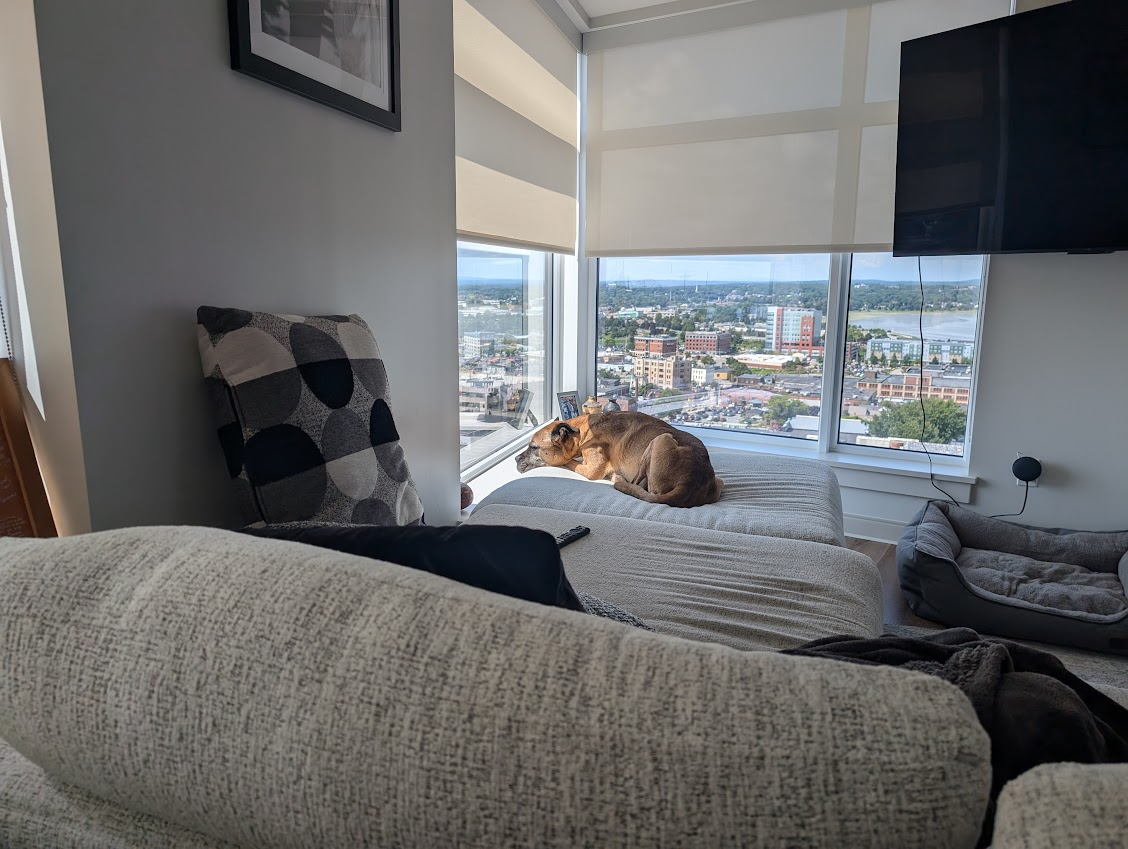 Atlas basking in the sun in Portland